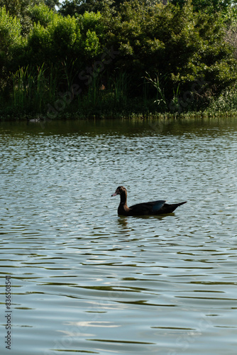 duck swimming on the lake