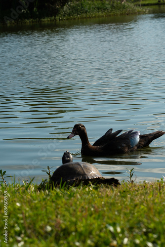 ducks on the lake