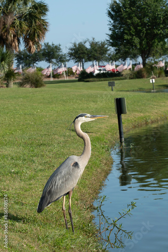 heron in the park