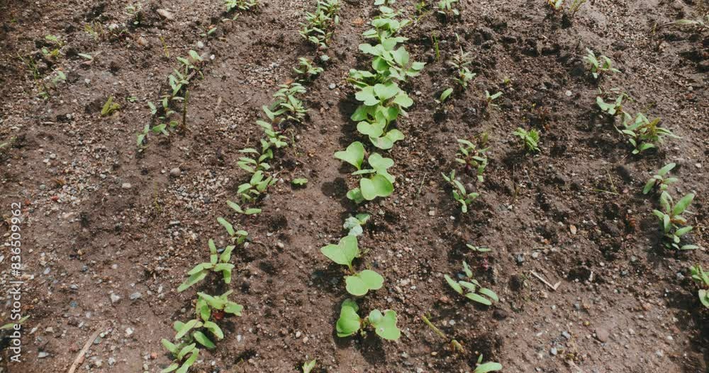 Close-Up of Beds of Sown Vegetables, Beets and Radishes, Young Shoots Close-Up of Beds of Sown Vegetables, Beets and Radishes, Young Shoots