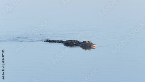 Wallpaper Mural Large American Alligator Swims in Florida Lake Torontodigital.ca