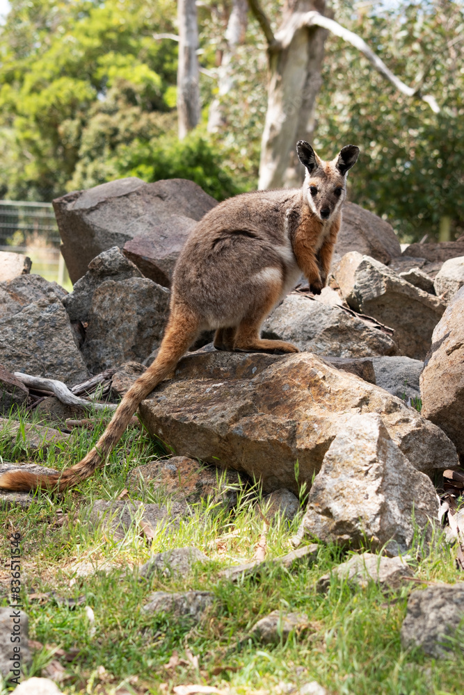 The Yellow-footed Rock-wallaby is brightly coloured with a white cheek stripe and orange ears. It is fawn-grey above with a white side-stripe, and a brown and white hip-stripe. The Yellow-footed Rock-wallaby is brightly coloured with a white cheek stripe and orange ears. It is fawn-grey above with a white side-stripe, and a brown and white hip-stripe.