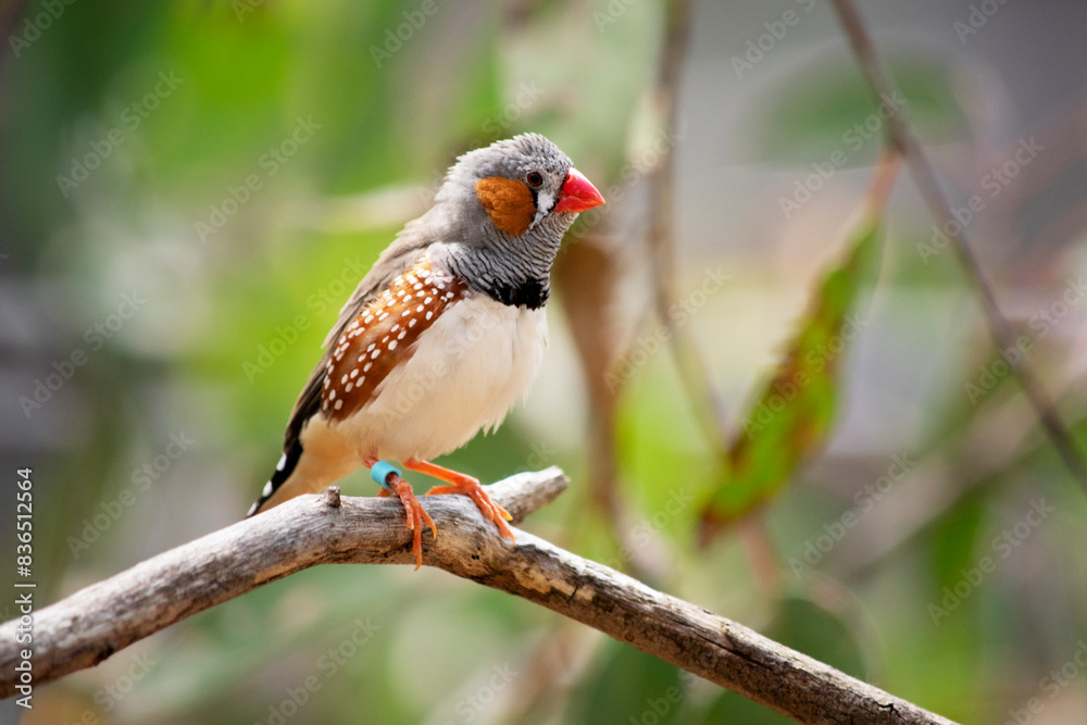 the male zebra finch has a grey body with a white under belly with a black and white tail. It has orange cheeks and black stripe on its face the male zebra finch has a grey body with a white under belly with a black and white tail. It has orange cheeks and black stripe on its face