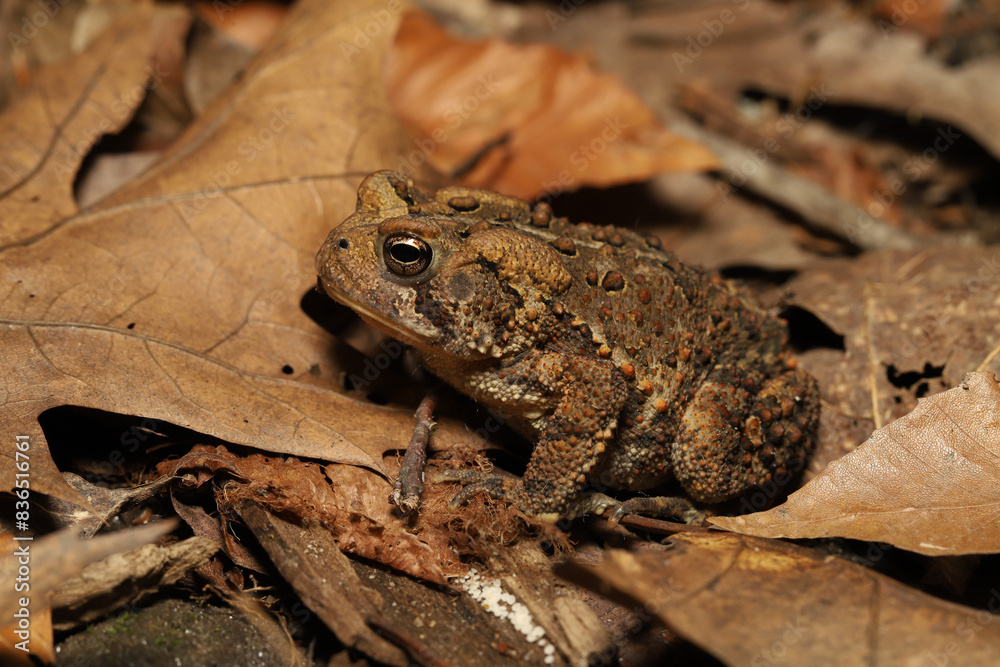 Side view of an American Toad (Anaxyrus americanus) sitting on the dead leaves of a forest understory. Observed in Ohio in the spring. Side view of an American Toad (Anaxyrus americanus) sitting on the dead leaves of a forest understory. Observed in Ohio in the spring.