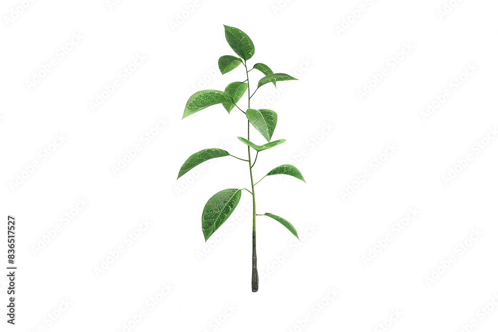 Spring small green sprout grows on the ground. Isolated on a white background. Spring small green sprout grows on the ground. Isolated on a white background.