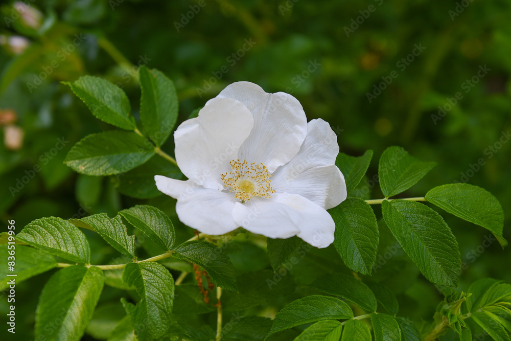 Closeup of a White Flower with Yellow Center Surrounded by Green Leaves Closeup of a White Flower with Yellow Center Surrounded by Green Leaves
