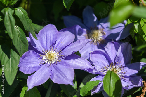 Closeup of a Purple Clematis Vine Flower in a Garden