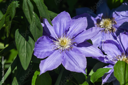 Closeup of a Purple Clematis Vine Flower in a Garden