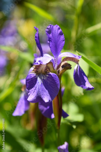 Closeup of a Purple Iris in a Garden