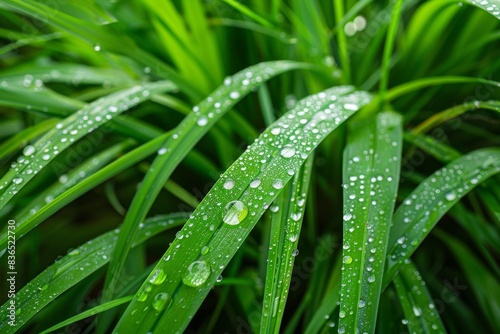 A close-up reveals water droplets glistening on a blade of grass, with more grass blades in the foreground and background, creating a serene natural scene.