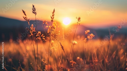 photograph of a meadow at sunset, with wild grasses and dried flowers in the foreground, showing a beautiful landscape, copy space for text,