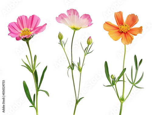 Colorful wildflowers featuring pink, white, and orange blossoms, isolated on a white background. Vibrant and natural floral display.