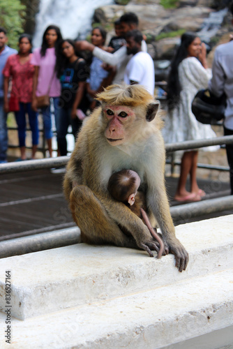 Toque Macaque mother and baby at a waterfall in Ella, Sri Lanka