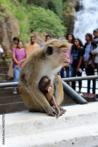 Toque Macaque mother and baby at a waterfall in Ella, Sri Lanka