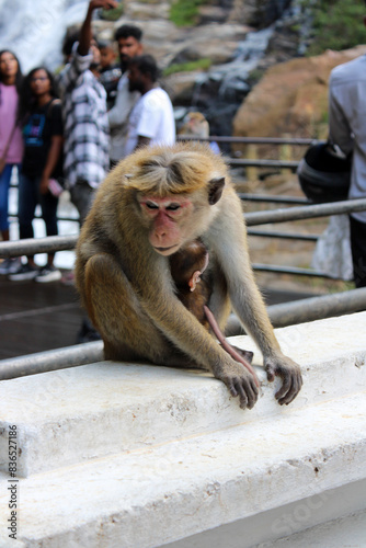 Toque Macaque mother and baby at a waterfall in Ella, Sri Lanka