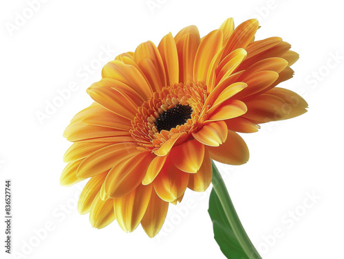 Vibrant orange gerbera daisy with lush petals in full bloom, isolated on a white background. Perfect for floral and botanical themes.