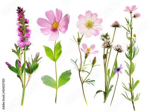 Collection of beautiful pink wildflowers isolated on a white background, perfect for floral illustrations and nature designs.