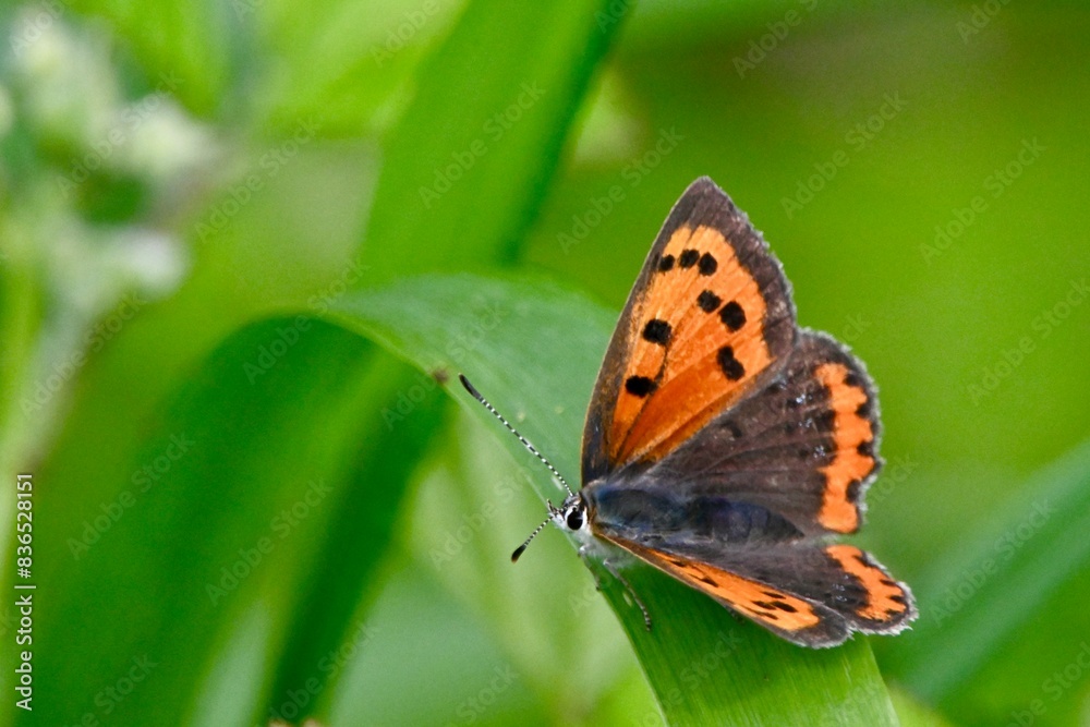 Obraz premium butterfly on a flower