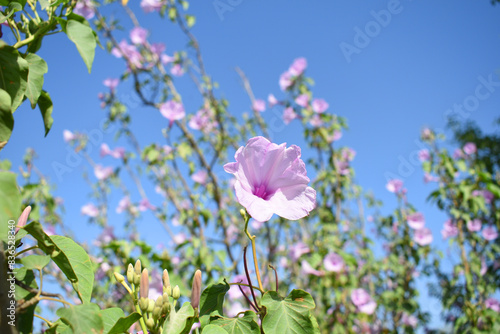 Ipomoea carnea, Ipomoea carnea, the pink morning glory is a species of morning glory that grows as a bush, A close view of Ipomoea carnea flower in nature, Chakwal, Punjab, Pakistan photo