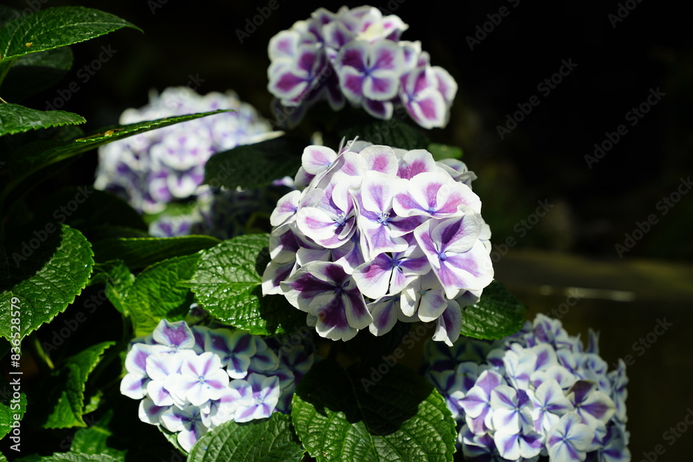 Obraz premium White-edged blue-purple hydrangea