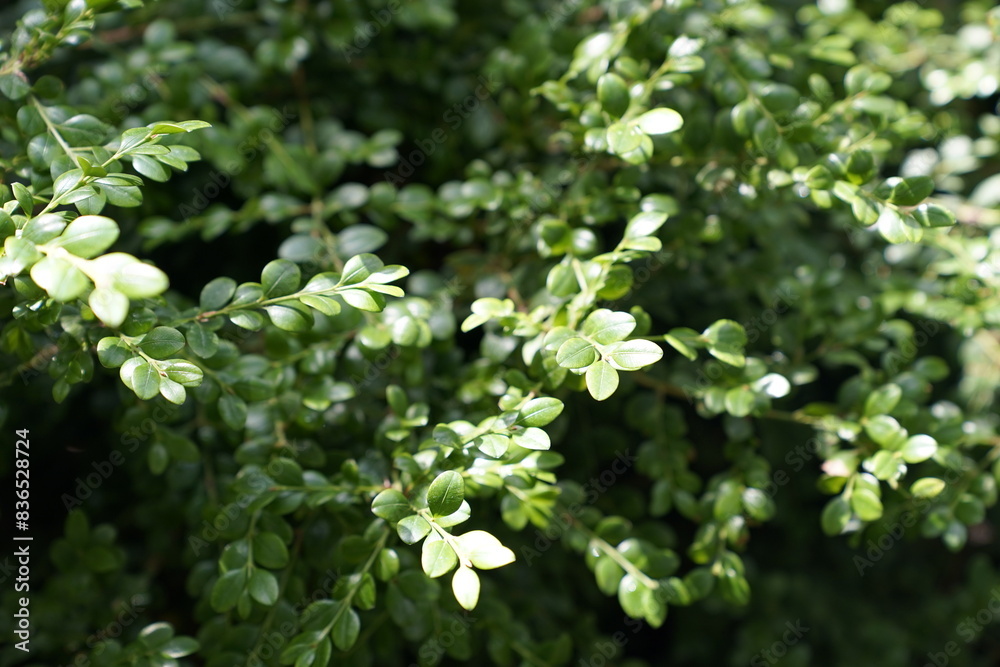 Small green leafy plants of the tropical rainforest Small green leafy plants of the tropical rainforest