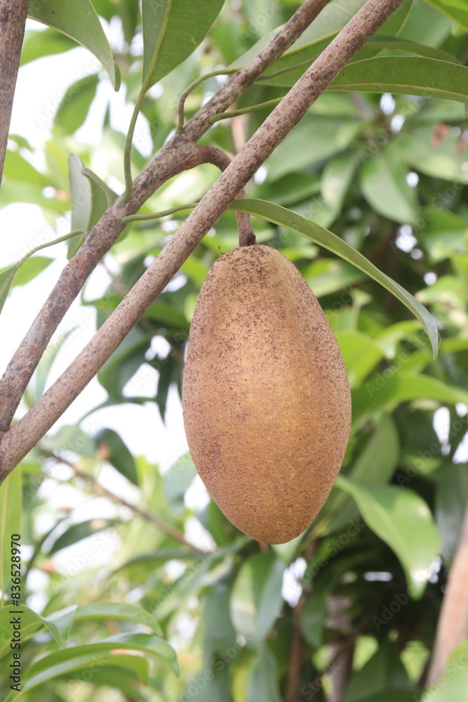 Sapodilla on tree in farm for harvest Sapodilla on tree in farm for harvest