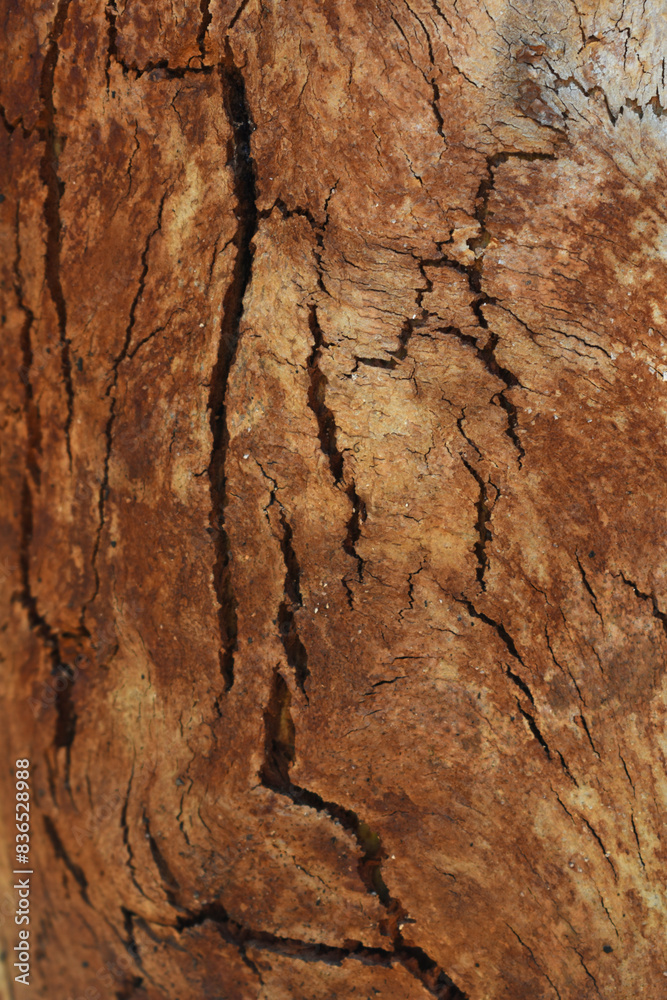 Eucalyptus tree bark texture, Bark of eucalyptus tree, seamless texture, a eucalyptus tree bark texture background image Eucalyptus tree bark texture, Bark of eucalyptus tree, seamless texture, a eucalyptus tree bark texture background image