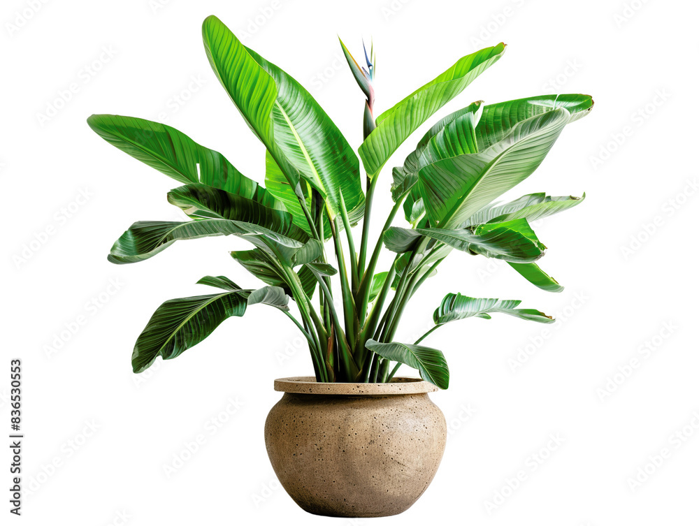 Vibrant green houseplant with large leaves in a rustic ceramic pot, isolated on white background. Ideal for home decor and interior design inspiration. Vibrant green houseplant with large leaves in a rustic ceramic pot, isolated on white background. Ideal for home decor and interior design inspiration.