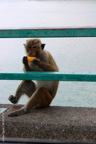 Toque macaque eating a mango slice in Sri Lanka