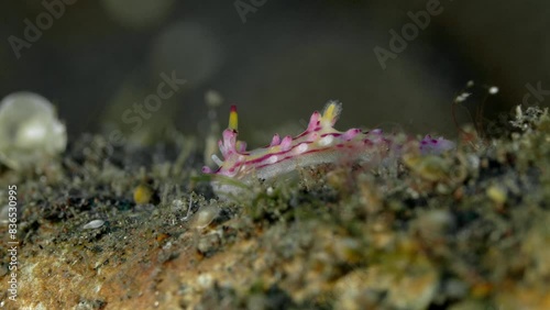 A brightly coloured nudibranch crawls across the weedy bottom of a tropical sea.
Shaggy Aegires (Aegires villosus) 12 mm. ID: tubercles with globular red or dark purple tips. photo