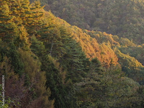 秋の山の風景