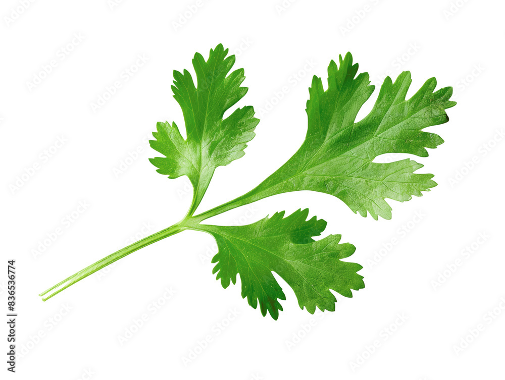 Fresh green cilantro leaf isolated on white background, perfect for culinary uses and food-related themes, emphasizing freshness and flavor. Fresh green cilantro leaf isolated on white background, perfect for culinary uses and food-related themes, emphasizing freshness and flavor.
