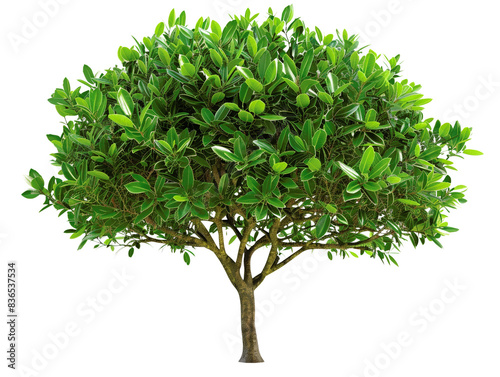 A vibrant green tree with lush foliage isolated on a white background, showcasing nature's beauty and simplicity.