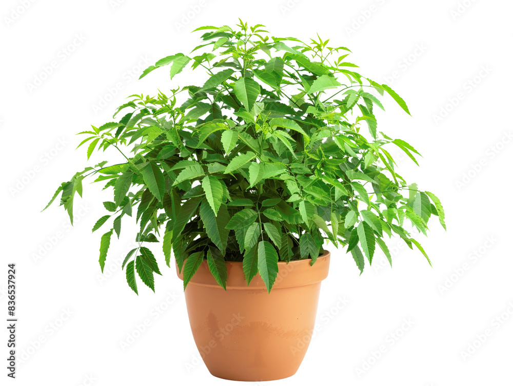 Lush green potted plant in a terracotta pot, perfect for home or office decor, bringing a touch of nature indoors. Lush green potted plant in a terracotta pot, perfect for home or office decor, bringing a touch of nature indoors.