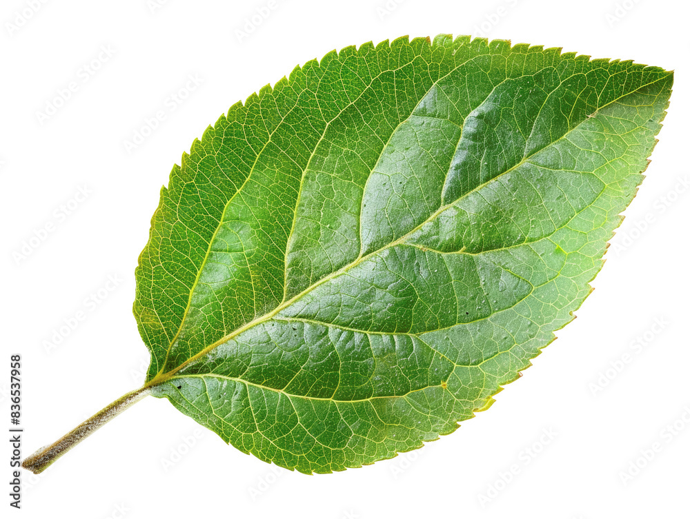 Obraz premium Close-up of a vibrant green leaf with detailed texture and veins visible. Ideal for nature, botanical, or organic concept themes.