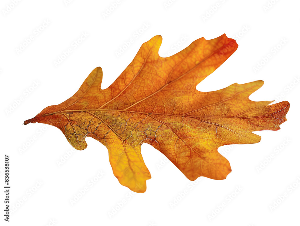 Naklejka premium A vibrant orange and yellow autumn oak leaf with intricate vein patterns, isolated on a white background, symbolizing fall season.