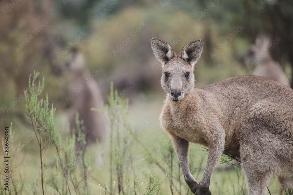 Wild kangaroos grazing in the historic gold mining town of Hill End Wild kangaroos grazing in the historic gold mining town of Hill End
