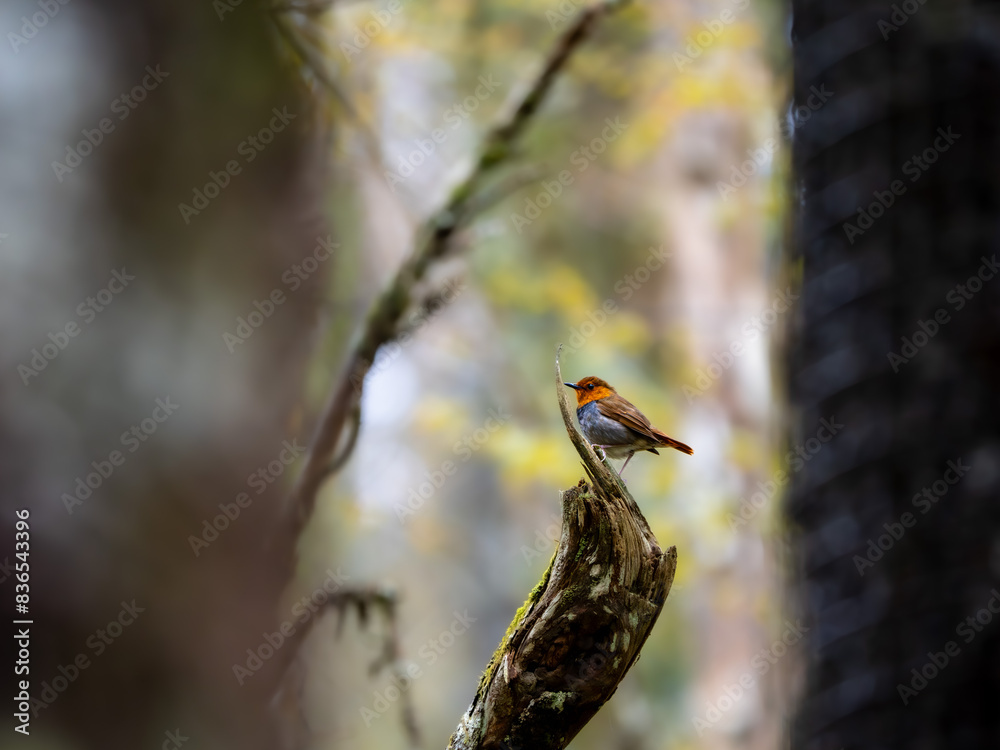 Naklejka premium 森の中で枯れ木に留まっているコマドリの雄