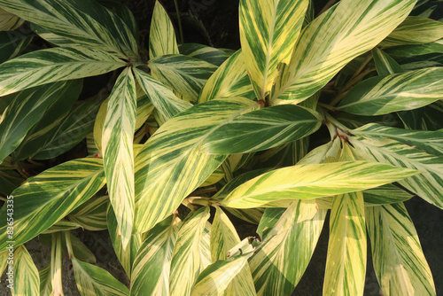 Shell ginger plant on nursery
