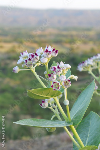 Calotropis procera flower closeup, Calotropis procera, Madar Plant With Beautiful Flower. Crown flowers with blurred background. Beauty of nature. Calotropis flowers, pink and white colour flower photo