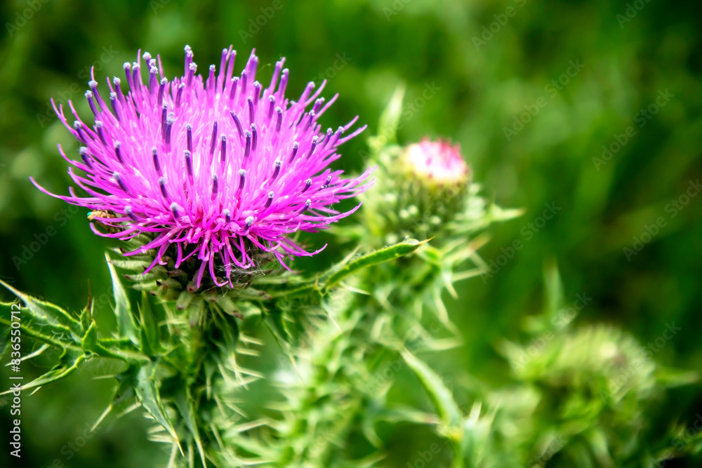 bright beautiful Pink thistle flowers bright beautiful Pink thistle flowers