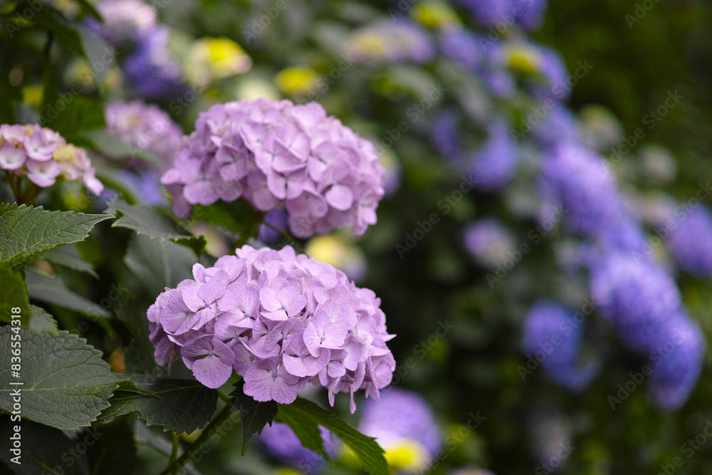 初夏の爽やかな紫陽花