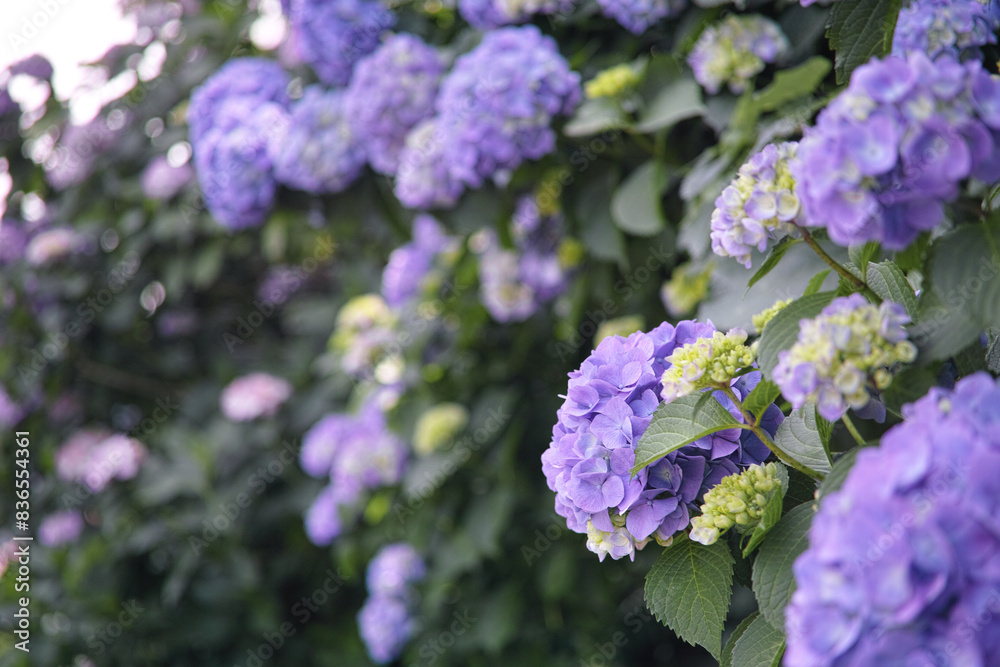 初夏の爽やかな紫陽花 初夏の爽やかな紫陽花