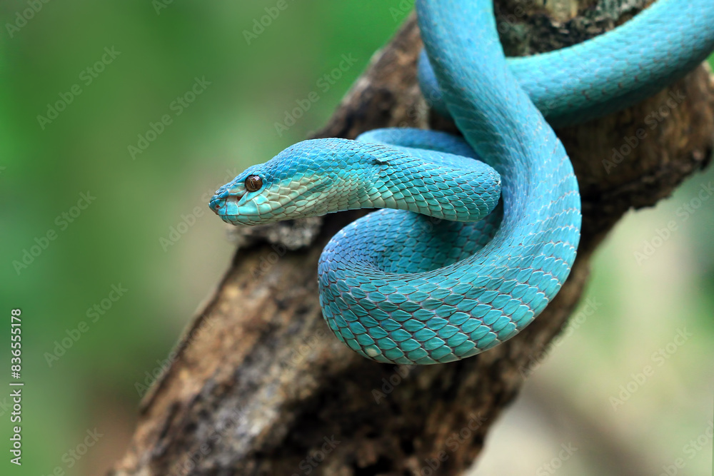 Fototapeta premium Blue insularis viper snake on branch, Indonesian viper snake