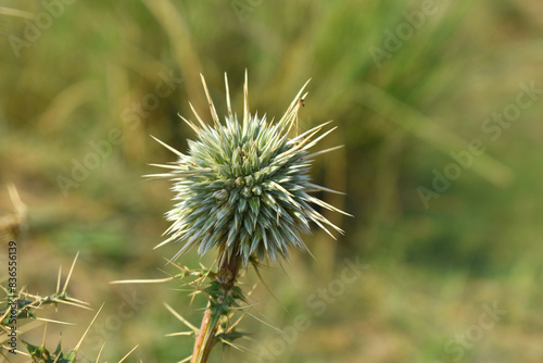 Echinops sphaerocephalus, Echinops sphaerocephalus known as Great Globe Thistle or Pale Globe Thistle, A summer plant in the wild in a meadow, Wild flower with thorns and spines bloomed