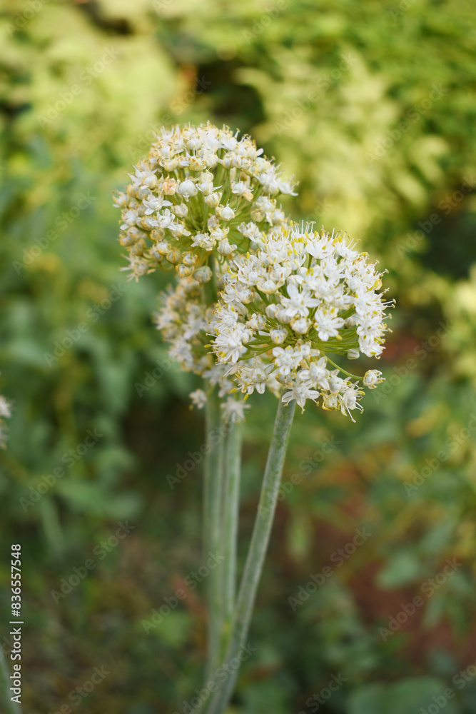 Closeup photo of onion flower with blur background, Macro of blooming onion flower head in the garden. Agricultural background. Spring onions or Sibies. Summertime rural scene. White little flowers Closeup photo of onion flower with blur background, Macro of blooming onion flower head in the garden. Agricultural background. Spring onions or Sibies. Summertime rural scene. White little flowers