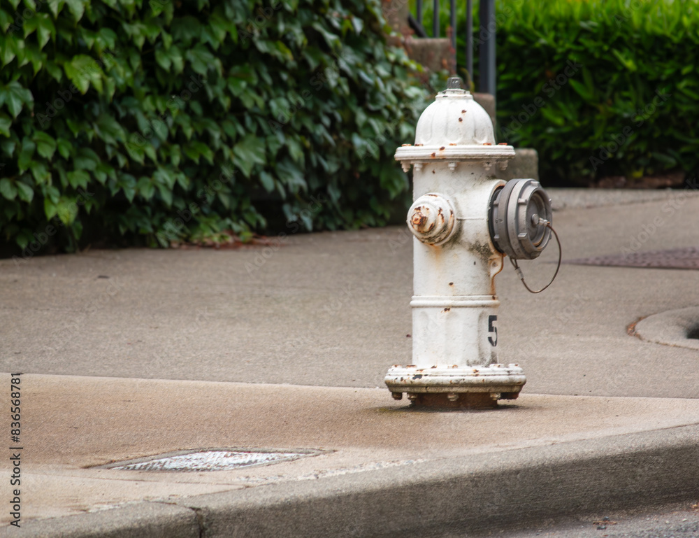 Fototapeta premium A white fire hydrant in the suburbs with rust.