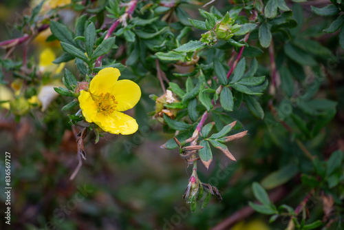 yellow flower in the garden © Brian