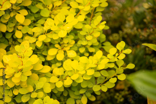 yellow flowers in garden
