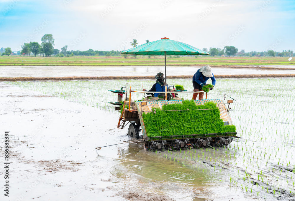Fototapeta premium Farmers use rice planters in the middle of the rice fields.